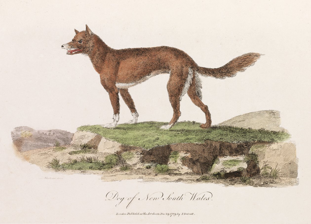 "Hund från New South Wales" av Unbekannter Künstler