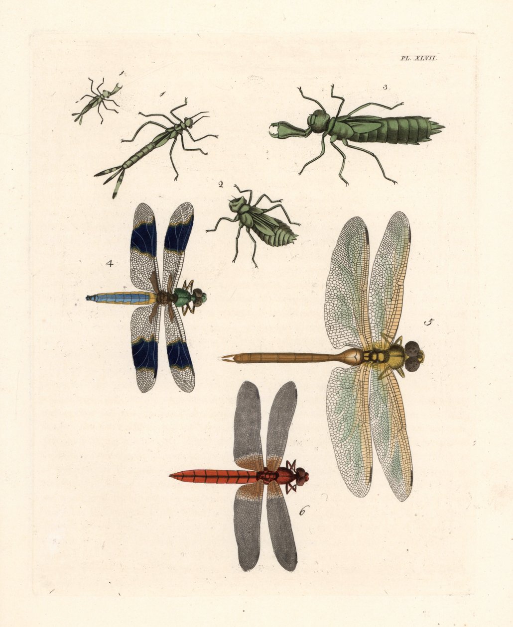 Larvformer av trollsländor 1,2,3, vit sländslända, Libellula lydia 4, grön darrgräs, Anax junius 5, och scharlakansröd skimmer eller karmosinröd darrgräs, Crocothemis servilia 6. Handkolorerad litografi från John O. Westwoods nya utgåva av Dru Drurys "Illu av Unbekannter Künstler