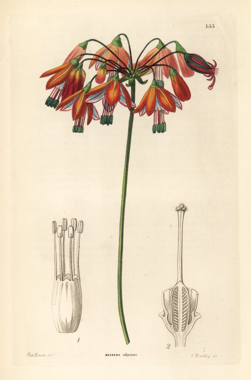 Koralldroppe eller korall från Mexiko - Koralldroppar eller elegant bessera, Bessera elegans. Handkolorerat kopparstick av G. Barclay efter Miss Sarah Drake från John Lindley och Robert Sweet