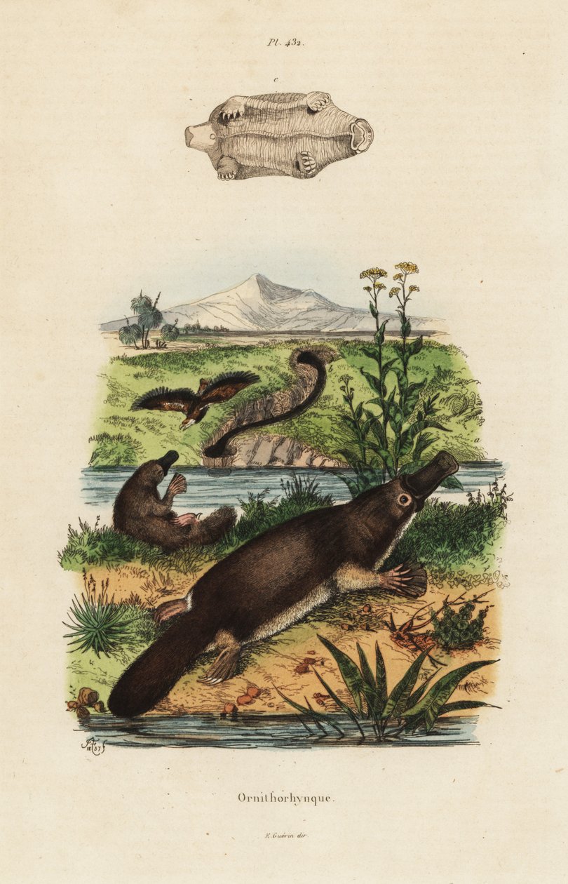 Anknäbb, Ornithorhynchus anatinus av Unbekannt