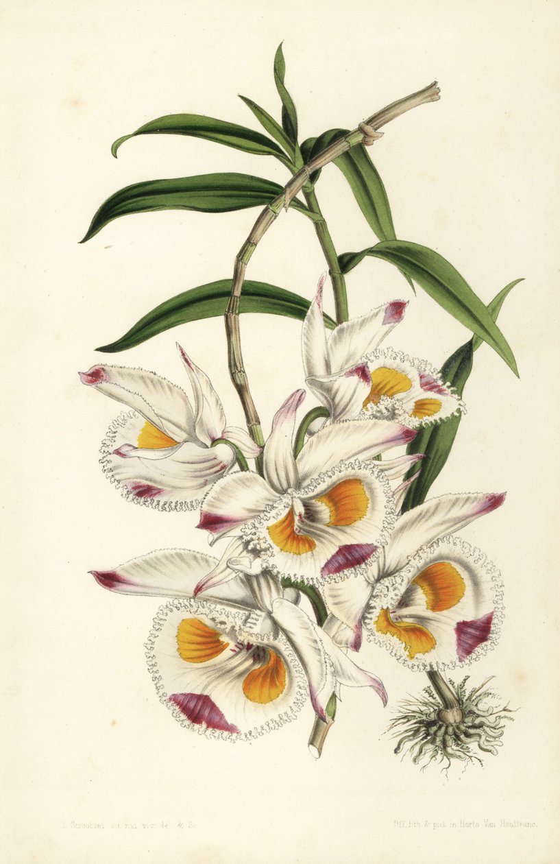 Hertigen av Devonshires dendrobium-orkidé, Dendrobium devonianum. Handkolorerad litografi av Stroobant från Louis van Houtte och Charles Lemaires Flowers of the Gardens and Hothouses of Europe, Flore des Serres et des Jardins de l