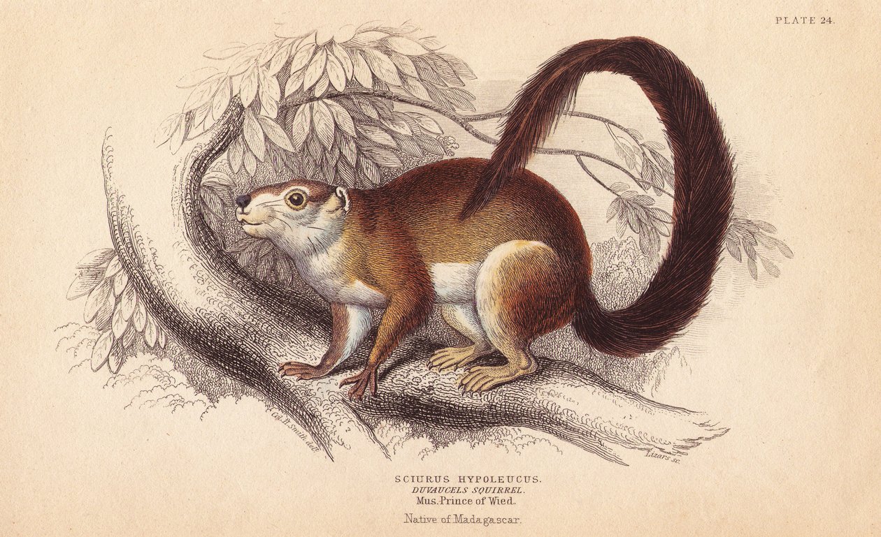 Duvaucels ekorre, Sciurus hypoleucus. Indisk jätteekorre Från ett exemplar i Prins Maximilian från Wied-Neuwied-museet. Handkolorerat stålgravyr av Lizars efter en illustration av Charles Hamilton Smith från William Jardine