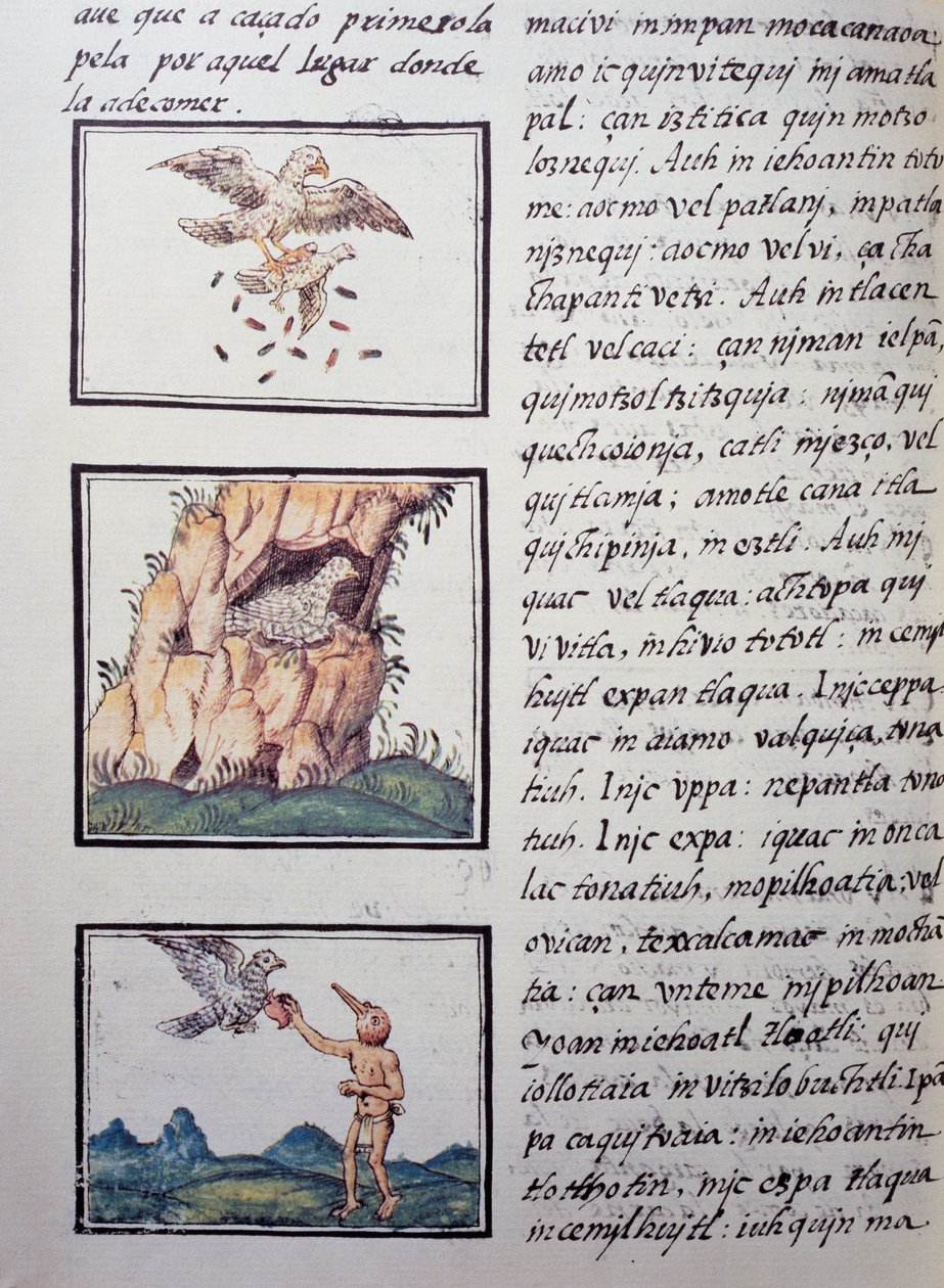 Eagles, sida från Florentine Codex, tvåspråkig version på spanska och Nahuatl, General History of the Things of New Spain av den spanska missionären Fray Bernardino de Sahagun (1499-1590). Aztekisk civilisation av William M. Timlin
