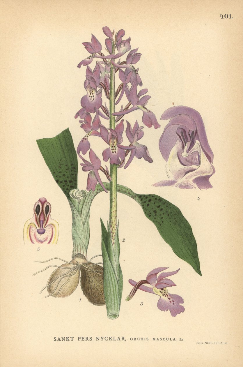 Tidig purpurfärgad orkidé, Orchis mascula av Unbekannter Künstler