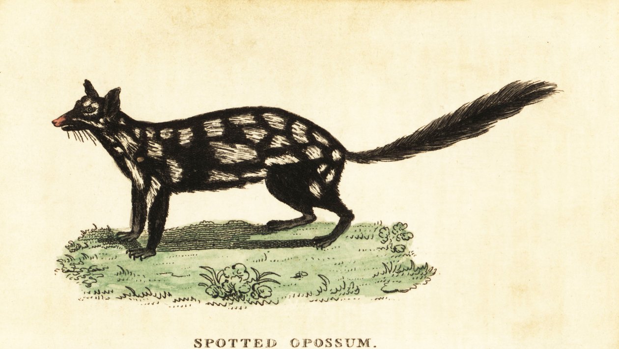 Östra quoll, Dasyurus tvättbjörn. ,1800 (gravyr) av Unbekannter Künstler