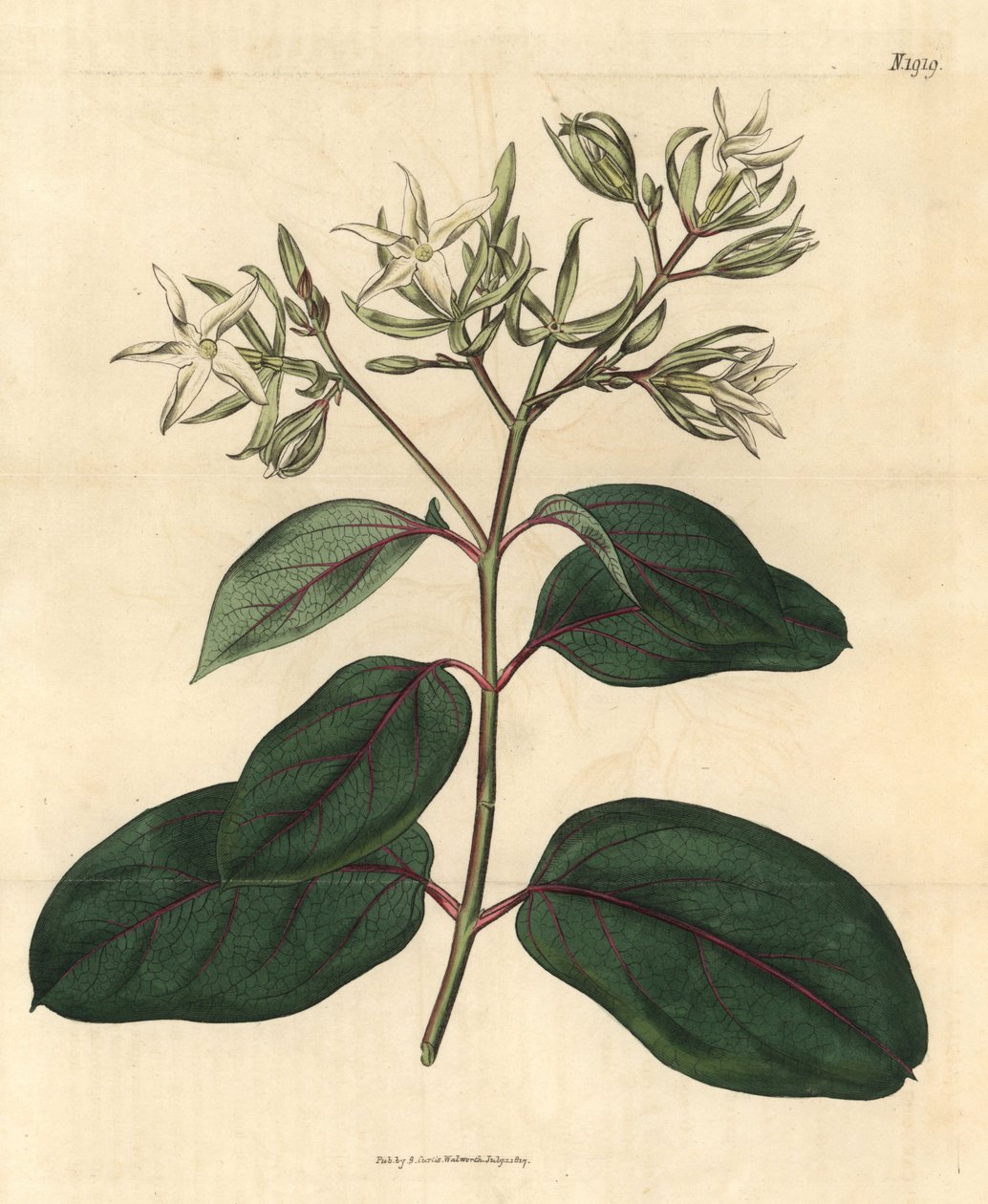 Echite - Kamettia caryophyllata (Kryddnejlika-doftande echites, Echites caryophyllata). Handkolorerad botanisk gravyr från John Sims Curtis