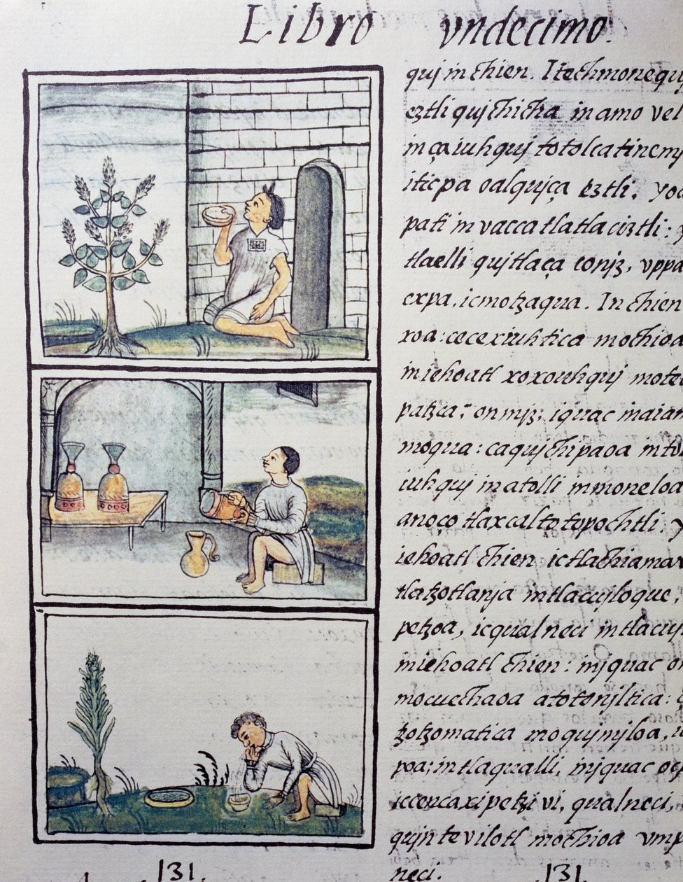 Ätliga växter, sida från bok XI av den florentinska kodeksen, tvåspråkig version på spanska och Nahuatl, Allmän historia om det nya Spaniens saker, av den spanska missionären Fray Bernardino de Sahagun (1499-1590). Aztekisk civilisation av William M. Timlin