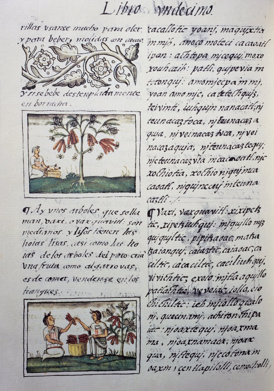 Ätliga växter, röda bönor, sida från bok XI av Florentine Codex, tvåspråkig version på spanska och Nahuatl, General History of Things of New Spain, av den spanske missionären Fray Bernardino de Sahagun (1499-1590). Aztekisk civilisation av William M. Timlin
