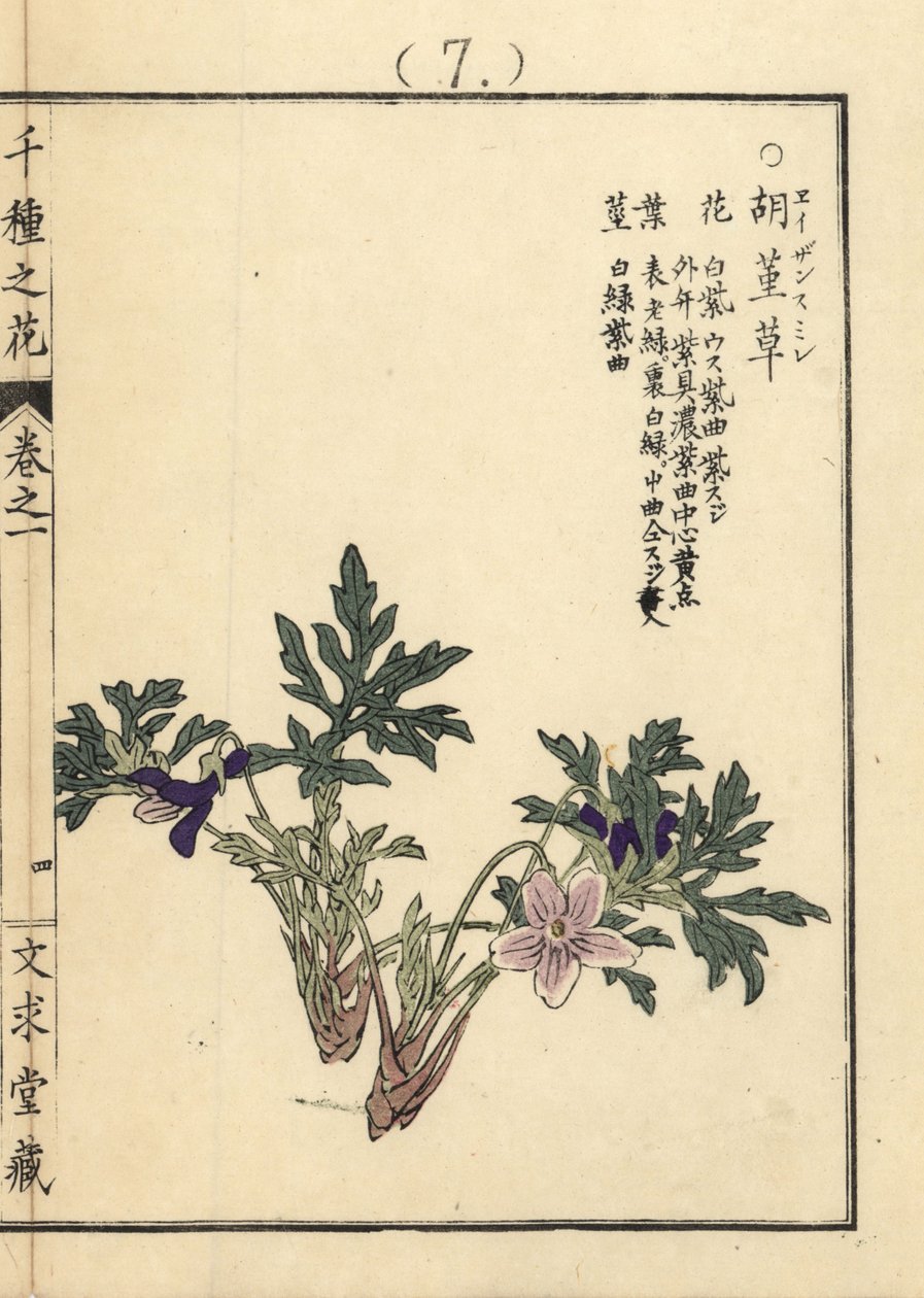 Eizan sumire guld eizan viol, Viola eizanensis. Handkolorerat träsnitt av Kono Bairei från Senshu no Hana (Tusen olika sorters blommor), Bunkyudo, Kyoto av Unbekannter Künstler
