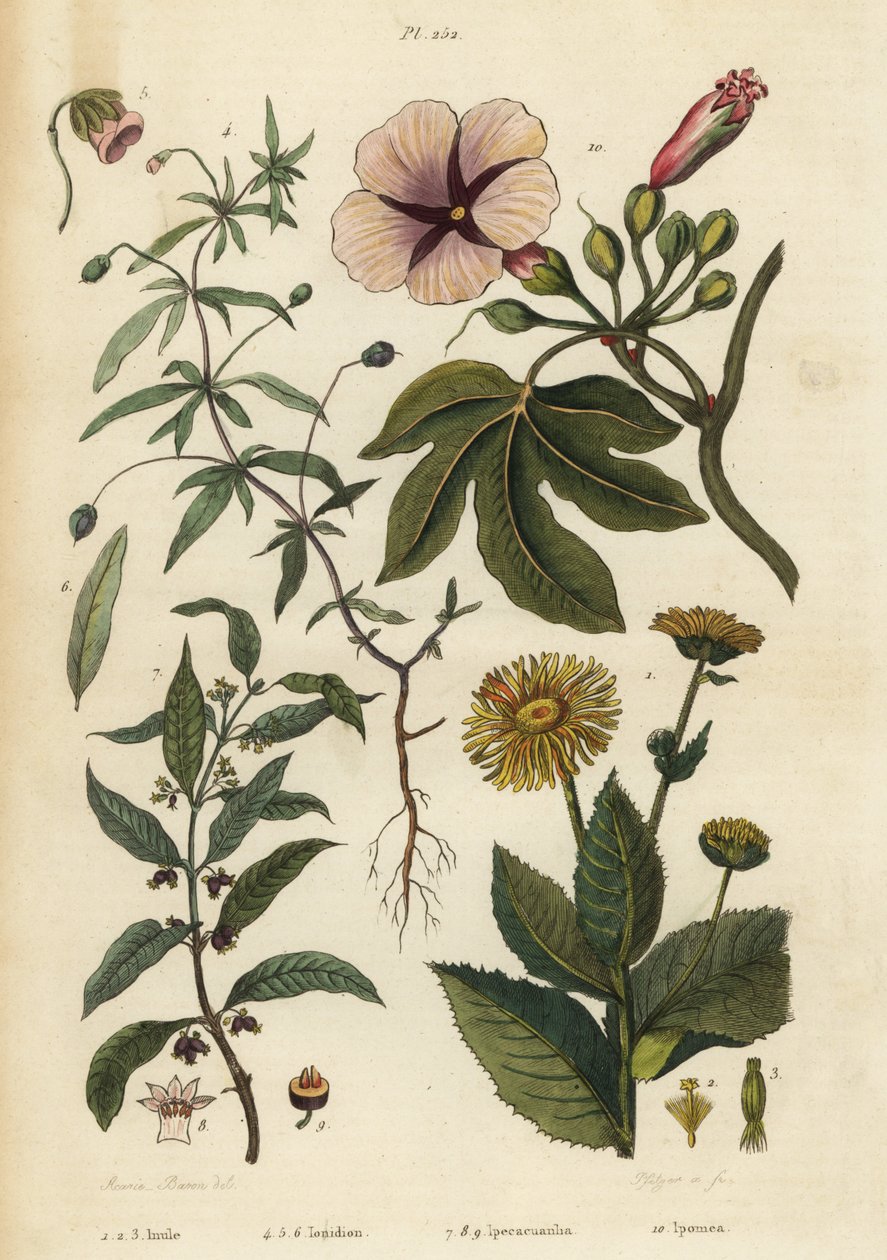 Elecampane, Inula helenium 1-3, grön viol, Hybanthus arter Ionidium polygalifolium 4-6, ipecacuanha, Carapichea ipecacuanha 7-9, och morning glory, Ipomoea insignis 10 av Unbekannt
