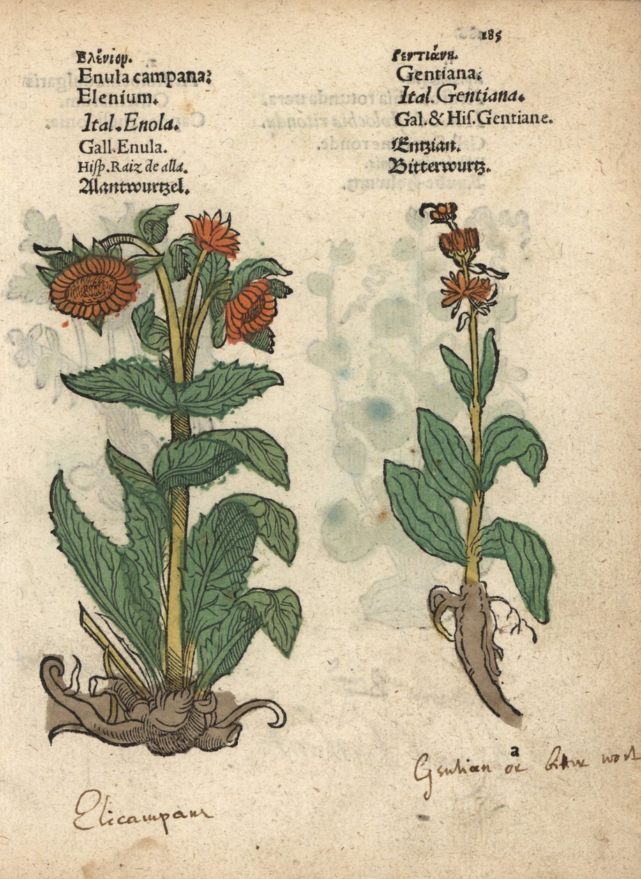 Elecampane, Inula helenium och gentianaarter. Handkolorerat träsnitt av en botanisk illustration från Adam Lonicers Krauterbuch, or Herbal, Frankfurt av Unbekannter Künstler
