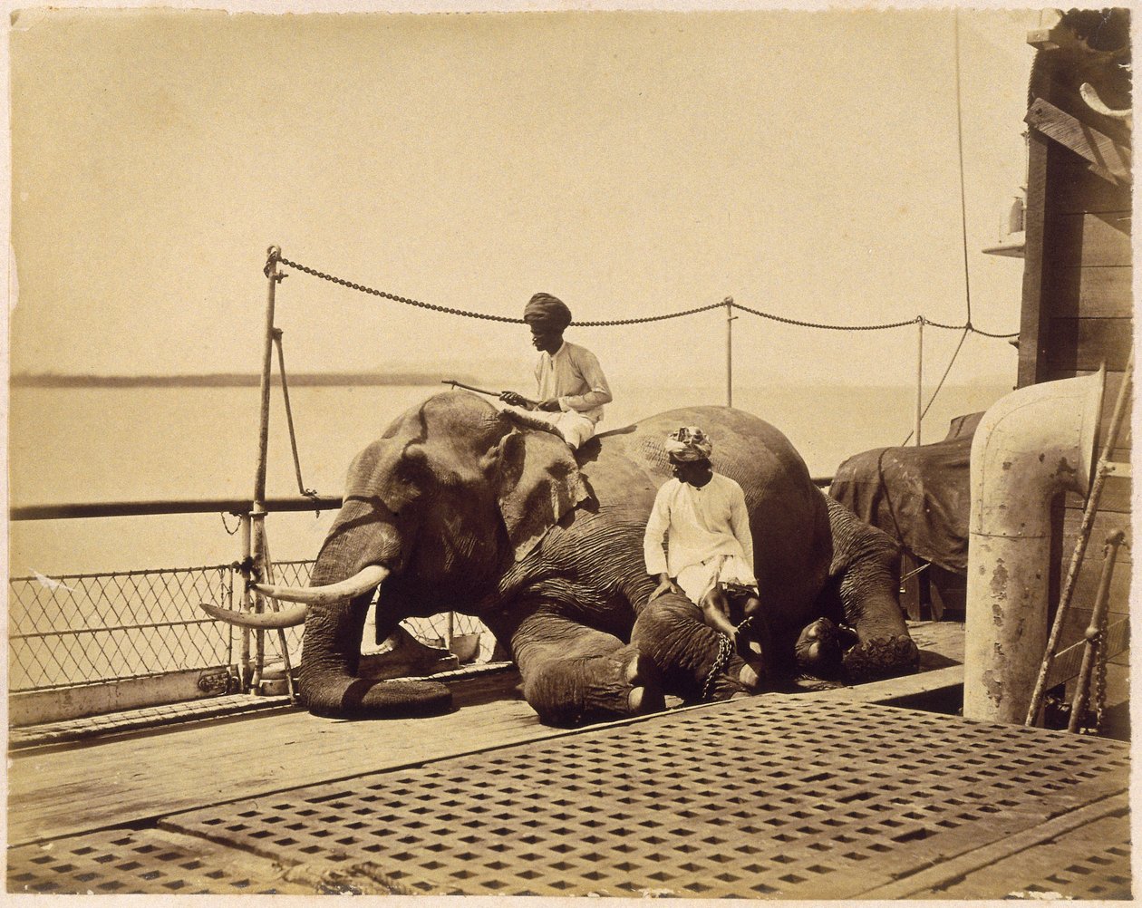 Elefant på däcket av ett skepp, Penang, Malaya av Unbekannt