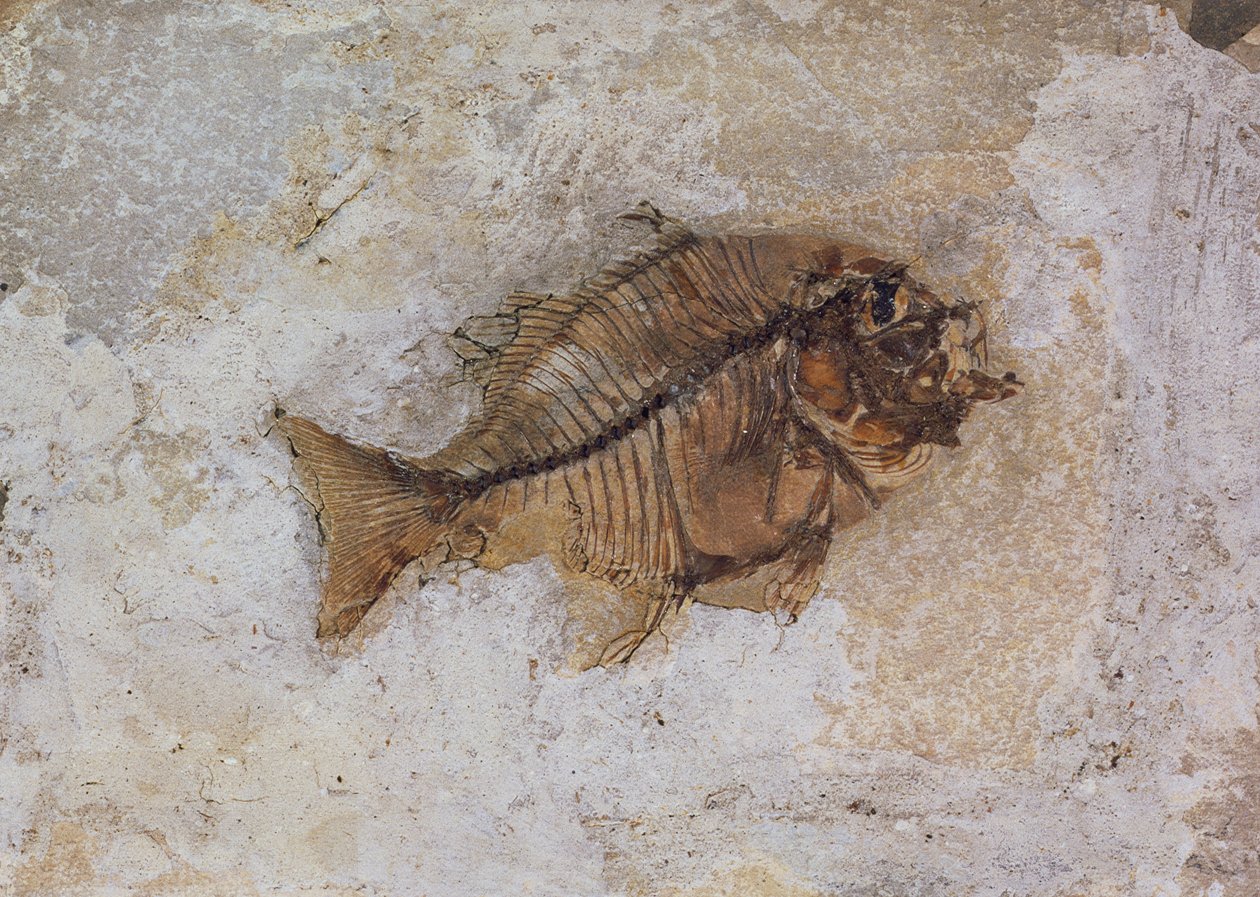 Ephippus oblongus (Fish Fossil) hittades vid Monte Bolca, nära Verona, Italien, Eocenperioden (fossil) av Unbekannt