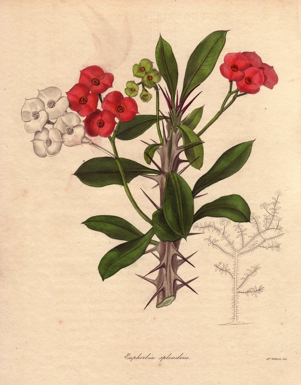 Euphorbia milii. Kallas även Kristi epiné eller Kristi krona eller Kristi växt. Arten hör hemma på Madagaskar. Dess namn kommer från dess spinous stjälkar och dess crimson röda blomning. av Unbekannter Künstler