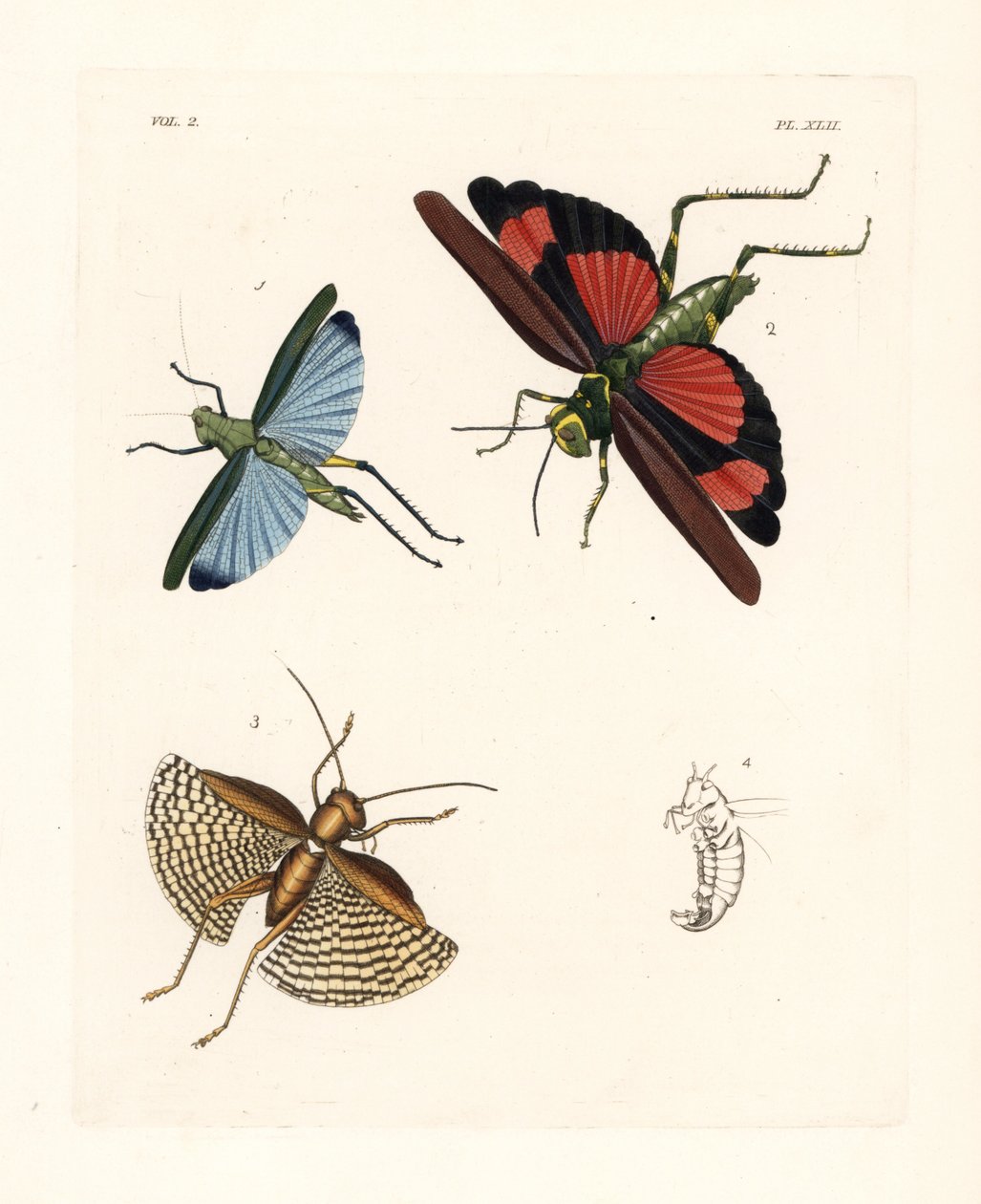 Eupropacris coeruleus gräshoppa 1, Chromacris miles 2, och Gryllacris tessellata 3. Handkolorerad litografi från John O. Westwoods nya utgåva av Dru Drury