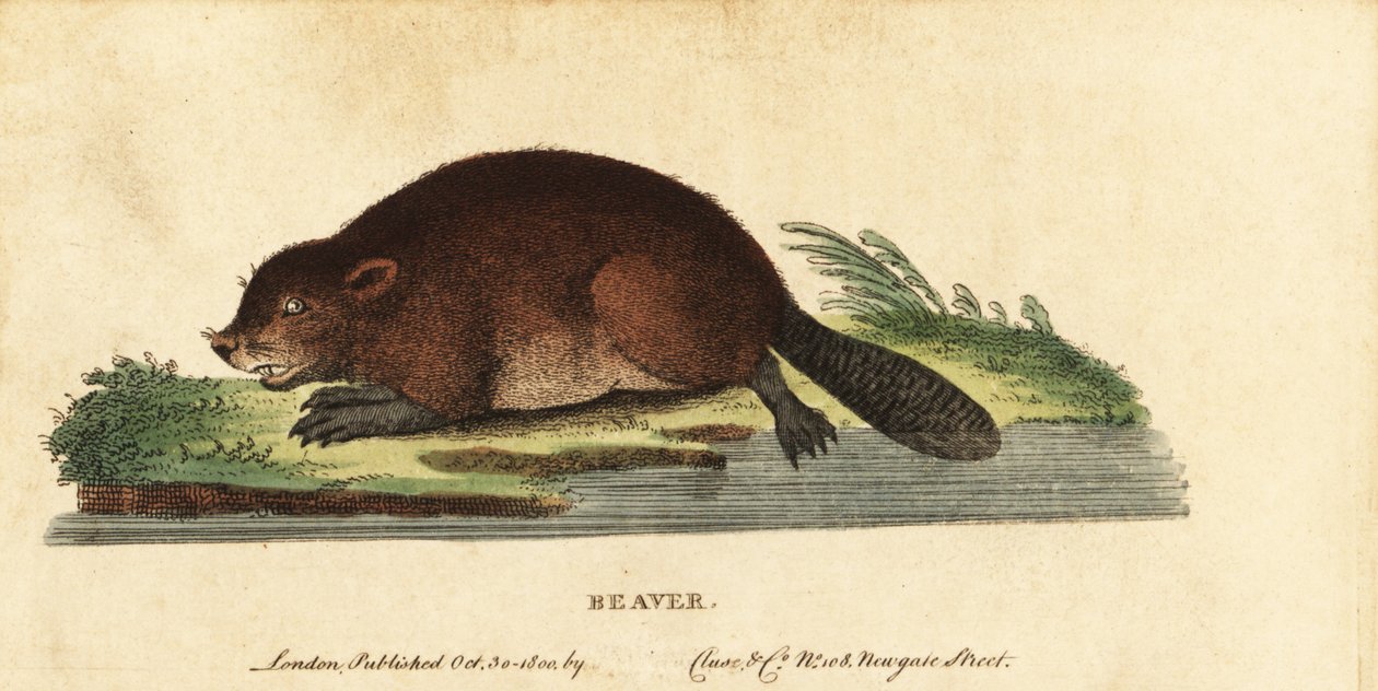 Eurasisk bäver, Castor fiber., 1800 (gravyr) av Unbekannter Künstler