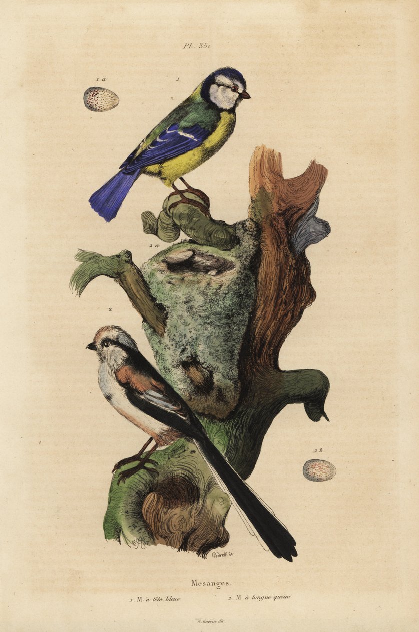 Blåmes, Cyanoses caeruleus och ägg och långmes, Aegithalos caudatus, med bo och ägg av Unbekannt