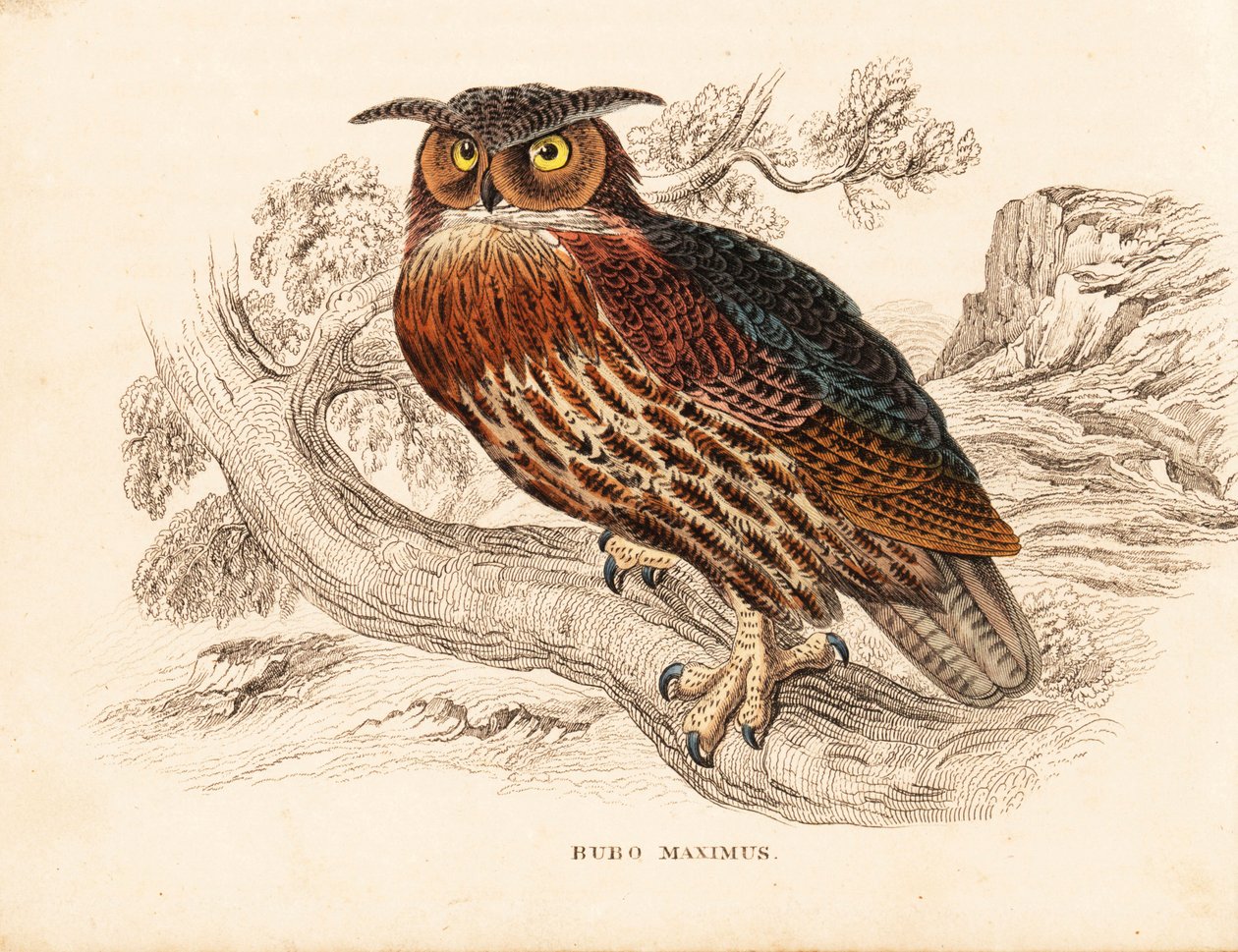 Havsörn, Bubo bubo (hornuggla, Bubo maximus). Handkolorerad stålgravyr från Georg Friedrich Treitschkes naturhistoriska galleri, Naturhistorischer Bildersaal des Thierreiches, Liepzig av Unbekannter Künstler