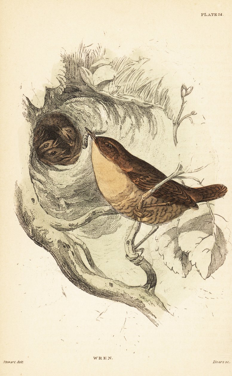 Gärdsmyg, Troglodytes troglodytes.1889 (gravyr) av Unbekannter Künstler