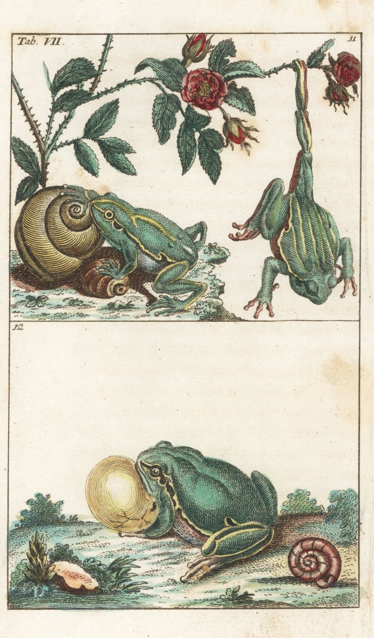 Europeiska och italienska grodor - starkt vatten av Gottlieb Tobias Wilhelm (1758-1811), från Encyclopedia of Natural History: Amfibier av Unbekannter Künstler