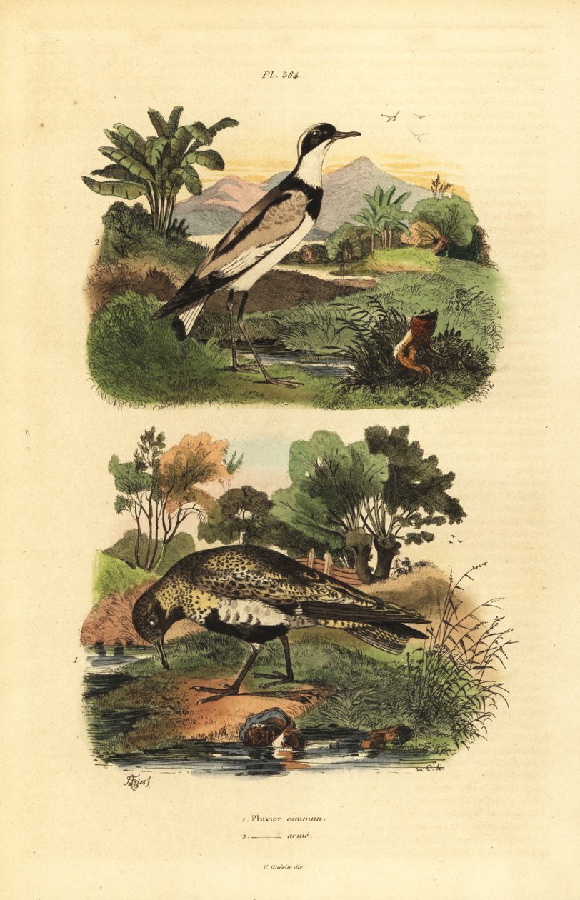 Guldpipare, Pluvialis apricaria och ringpipare, Charadrius hiaticula av Unbekannt