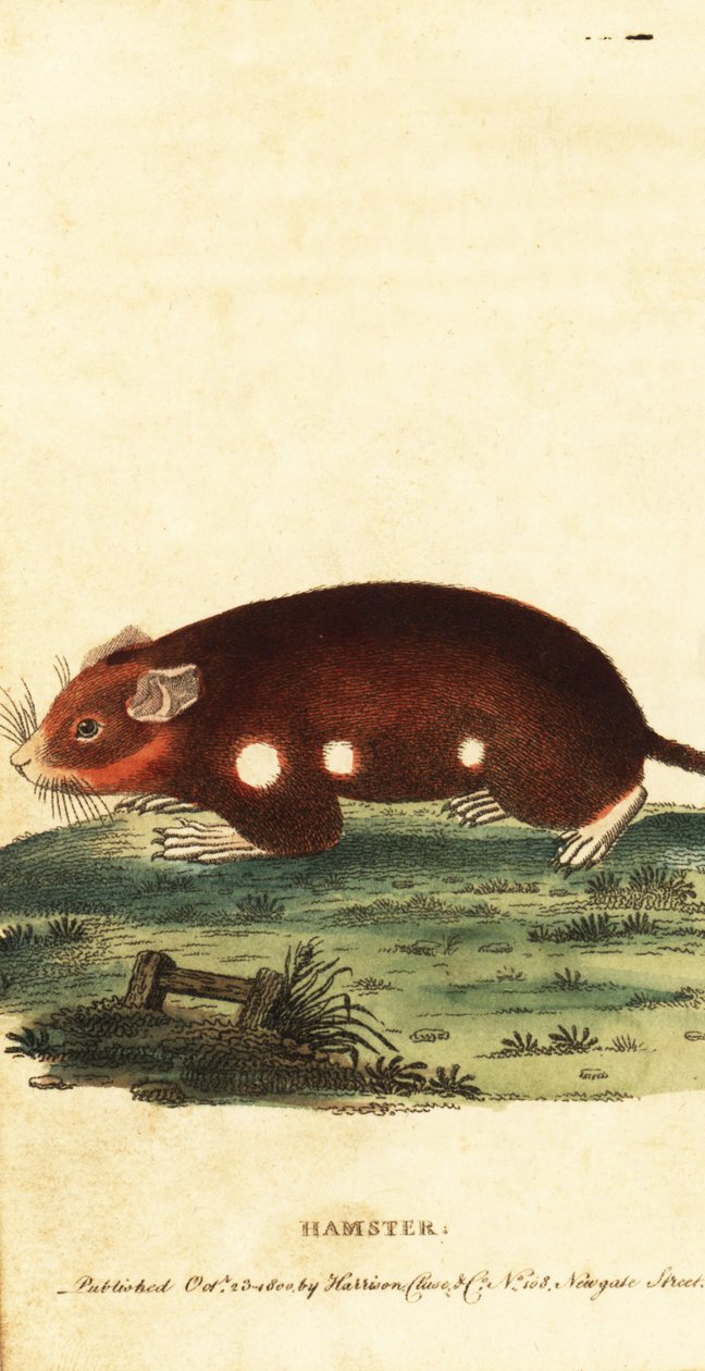 Europeisk hamster, Cricetus cricetus. Akut hotad. ,1800 (gravyr) av Unbekannter Künstler