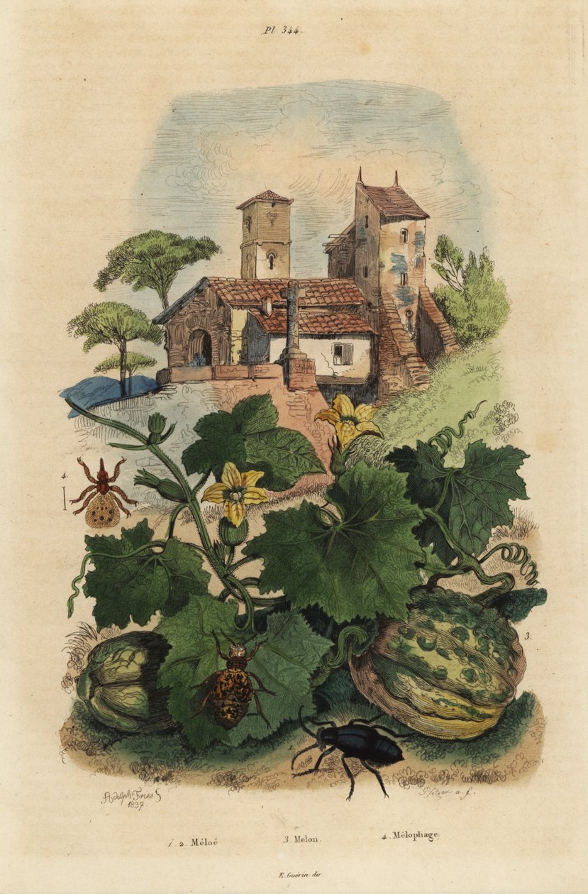 Europeisk oljebagge, Meloe proscarabaeus 1.2, Honfleur melon, Cucumis melon 3 och fårked, Melophagus ovinus av Unbekannt