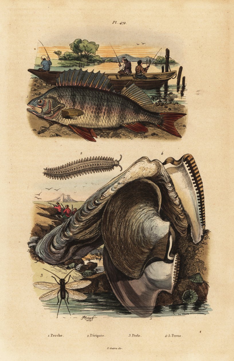 Abborre, Perca fluviatilis 1, sammetsmask, Peripatus iuliformis 2, spetsvinge, Perla marginata 3 och pärlostron, Isognomon isognomum 4. Abborre, Peripate, Perle, Perne av Unbekannt