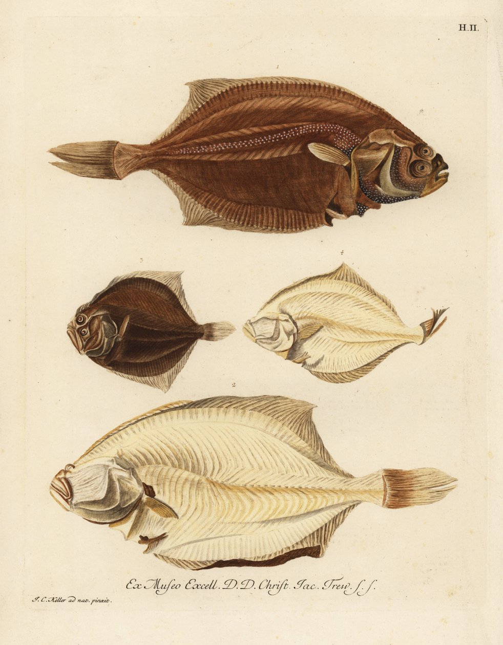 Europeisk rödspätta, Pleuronectes platessa 1,2 och slätvar, Scophthalmus rhombus 3,4. En piggvar eller böj på höger sida, Platessa, på vänster sida, rödspätta eller romb på vänster sida, liten skrubbskädda på memsidan. Handkolorerat kopparstick efter en i av Unbekannter Künstler