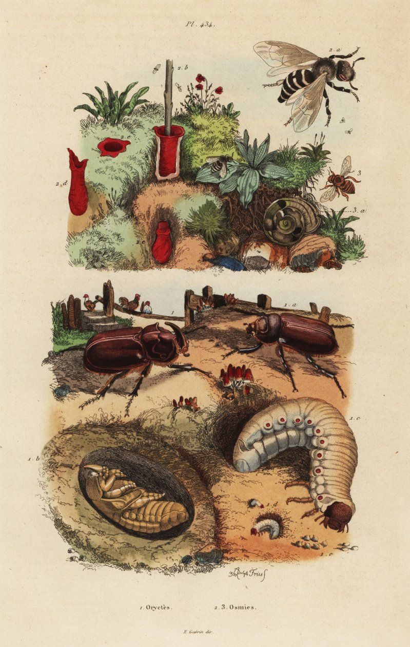 Europeisk noshörningsbagge, Oryctes nasicornis, puppa och larv, europeiskt fruktträdgårdsbi, Osmia cornuta och bo av Unbekannt