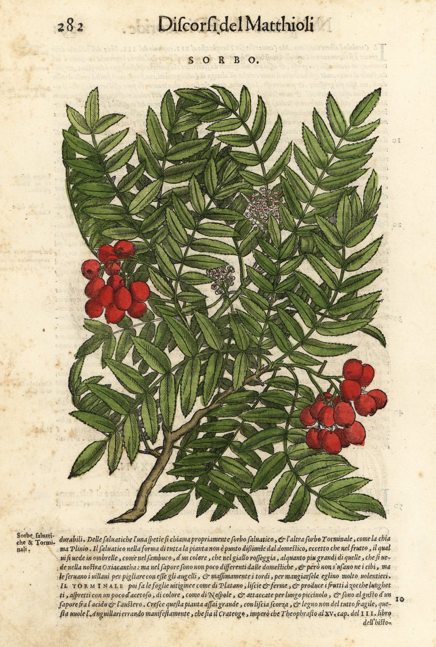 Rönnbärsträd, Sorbus aucuparia. Handkolorerat träsnitt av Wolfgang Meyerpick efter en illustration av Giorgio Liberale från Pietro Andrea Mattiolis Discorsi di P.A. Matthioli ne i sei libri della Materia Medicinale di Pedacio Dioscoride Anaza av Unbekannter Künstler