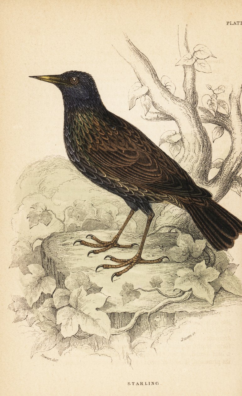 Europeisk stare, Sturnus vulgaris.1889 (gravyr) av Unbekannter Künstler