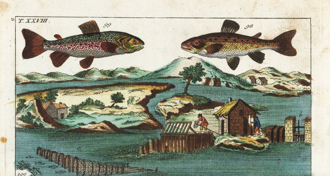 Europeisk öring - Fisketeknik med konstgjorda forsar för att fånga fisk - Havsöring, Salmo trutta trutta 98, röding, Salvelinus alpinus alpinus 99, och fiskemetoder med konstgjorda forsar i en flod för att fånga lax i grillar och nät. Handkolorerad kopparp av Unbekannter Künstler