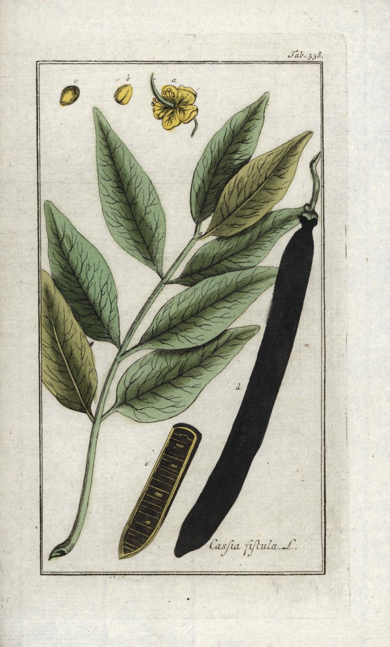 Falsk sene, falskt johannesbrödträd, gulddusch eller canefier (Cassia fistula). Litografi från "Afbeelding der Artseny-Gewassen" av Johannes Zorn (1739-1799), Nederländerna av Unbekannter Künstler