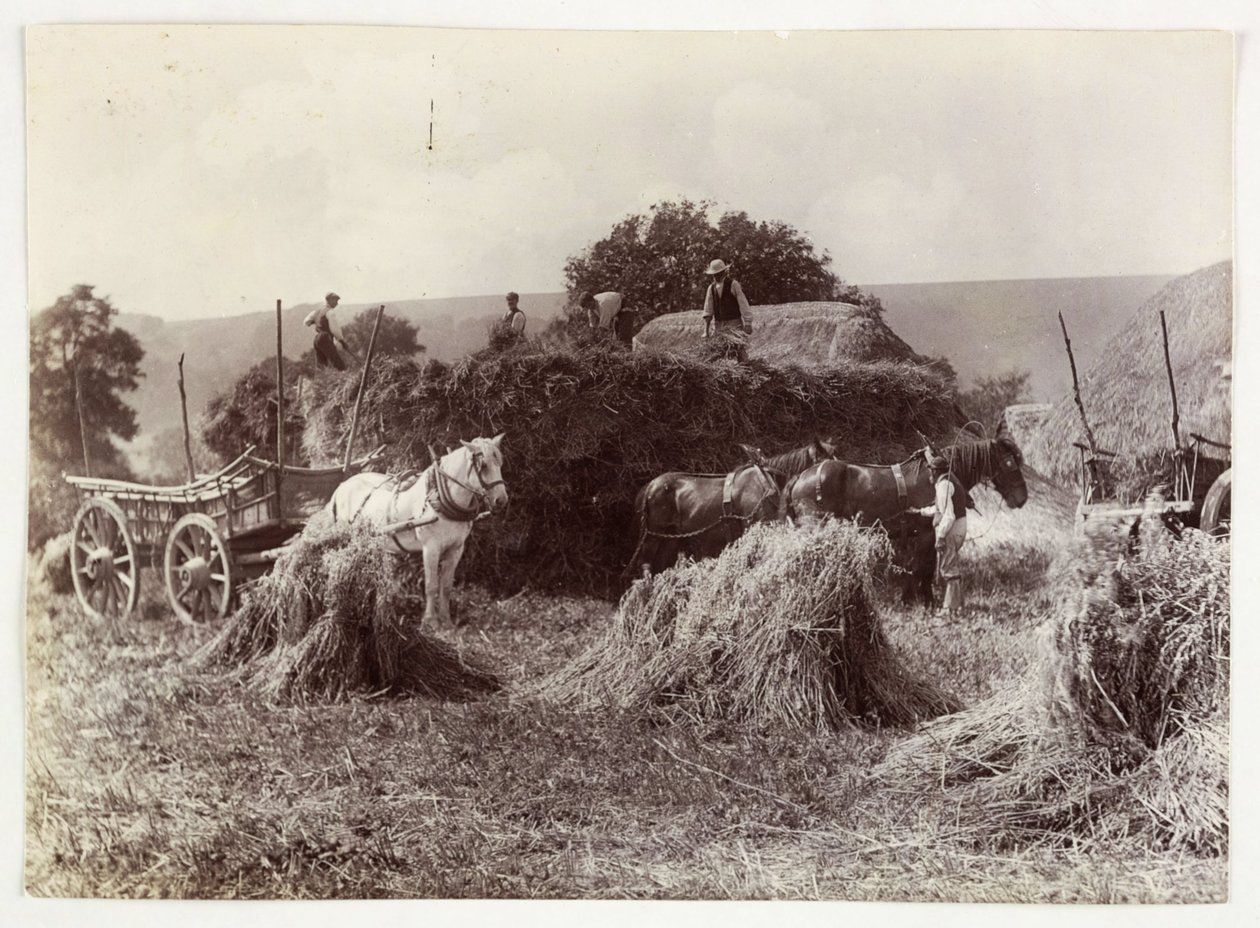 Jordbruksscener, skörd och lagring, Skörd före 1900, c 1890 av Unbekannt