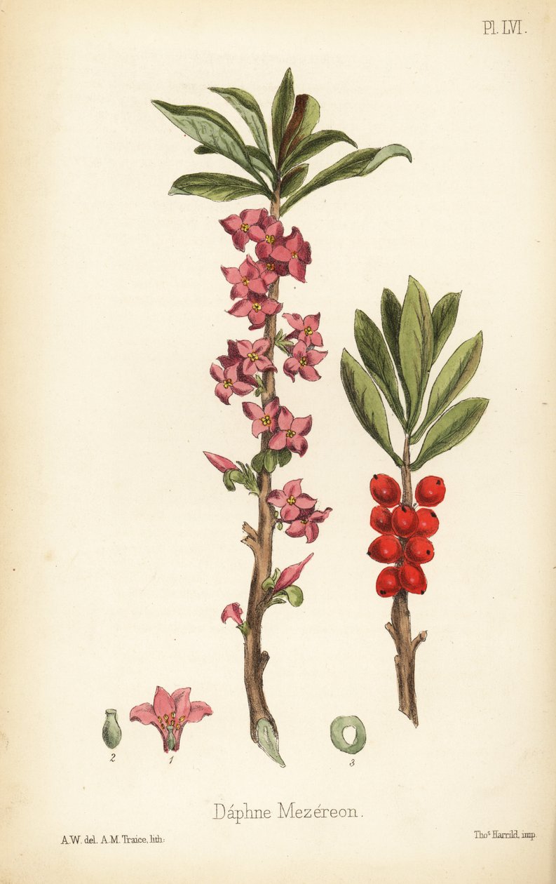 Februari-daphne, mezereon- eller sporrlaurel, Daphne mezereum (Daphne mezereon). Handkolorerad litografi av A.M. Traice efter en illustration av A.W. från Edward Hamilton