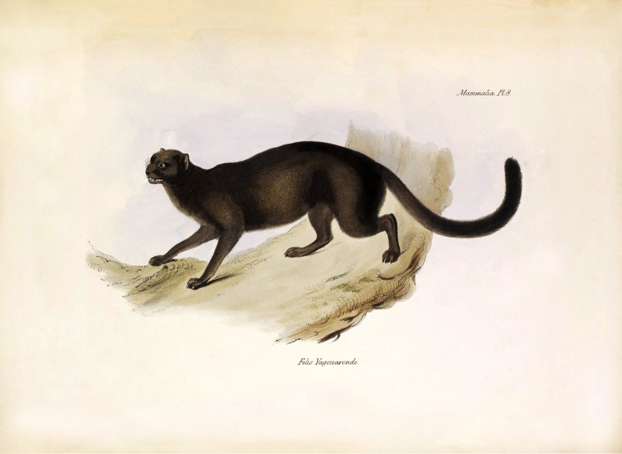 Felis Yagouarondi Jaguarondi eller eyra eller utterkatt, amerikanskt kattdjur som beskrevs av Charles Darwin under hans expedition ombord på Beagle. Plansch från "The zoology of the voyage of H.M.S. Beagle. described by John Gould, with notice of their hab av Unbekannter Künstler