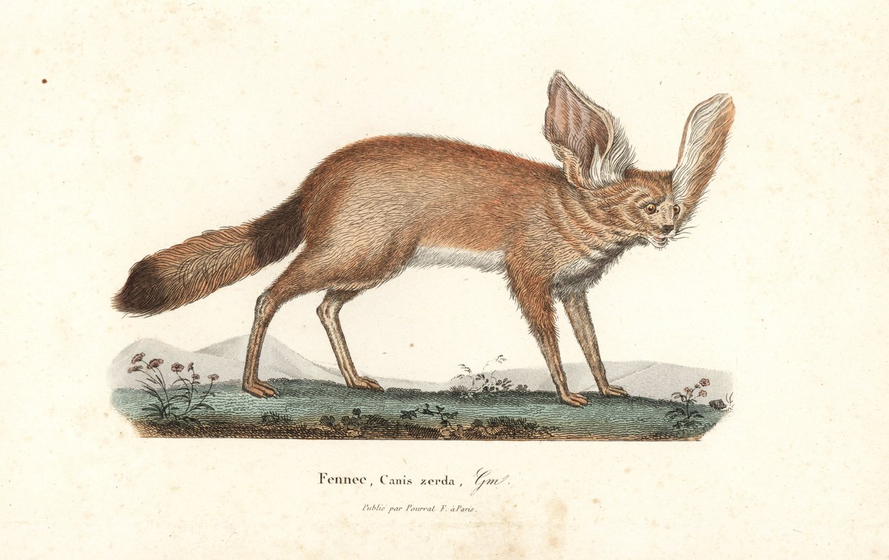 Fennekräv eller fennek, Vulpes zerda. Handkolorerat kopparstick från Rene Primevere Lessons Complements de Buffon, Pourrat Freres, Paris av Unbekannter Künstler