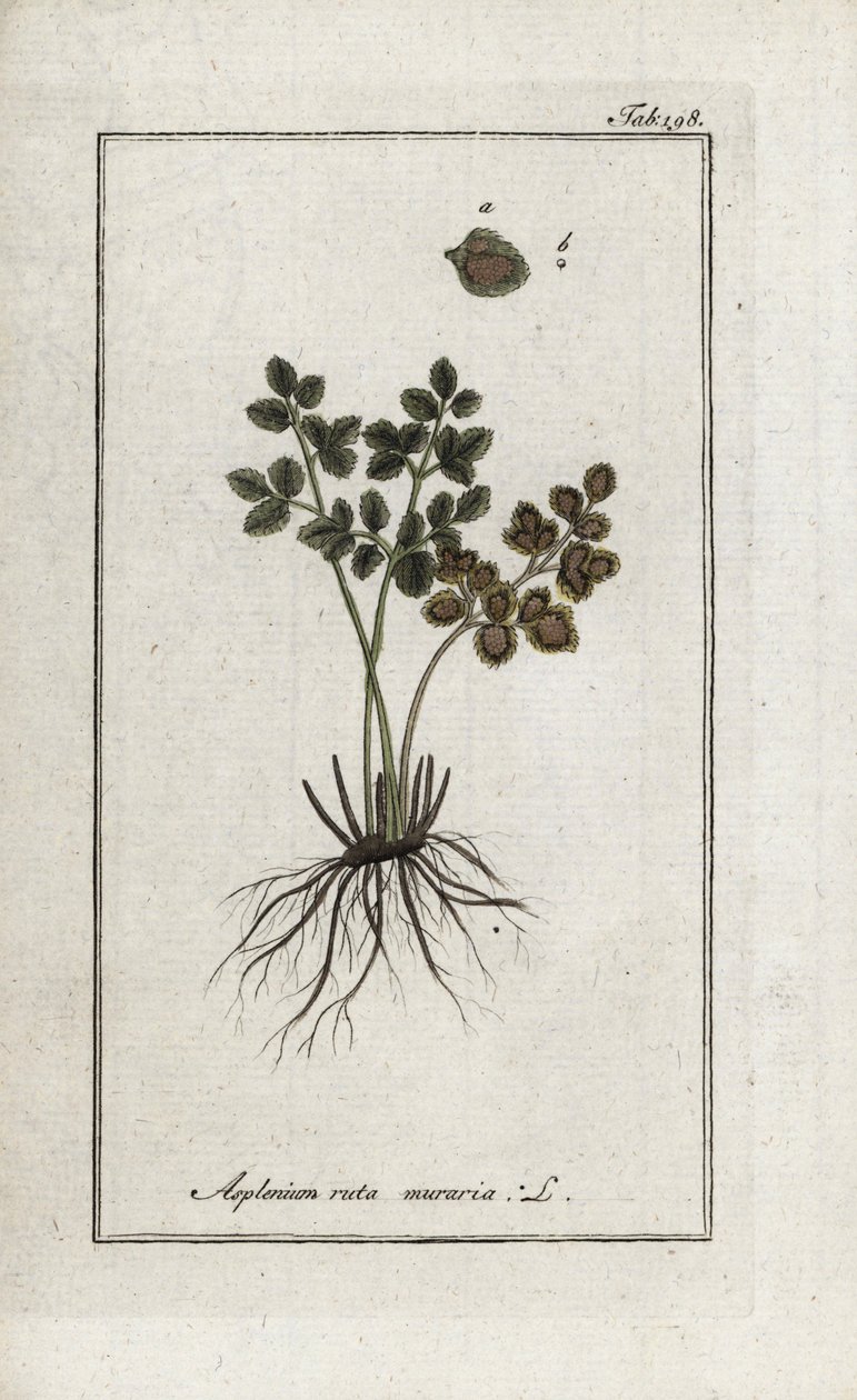 Murarnas ormbunke eller murarnas asplenia (Asplenium ruta muraria). Litografi från "Afbeelding der Artseny-Gewassen" av Johannes Zorn (1739-1799), Nederländerna av Unbekannter Künstler
