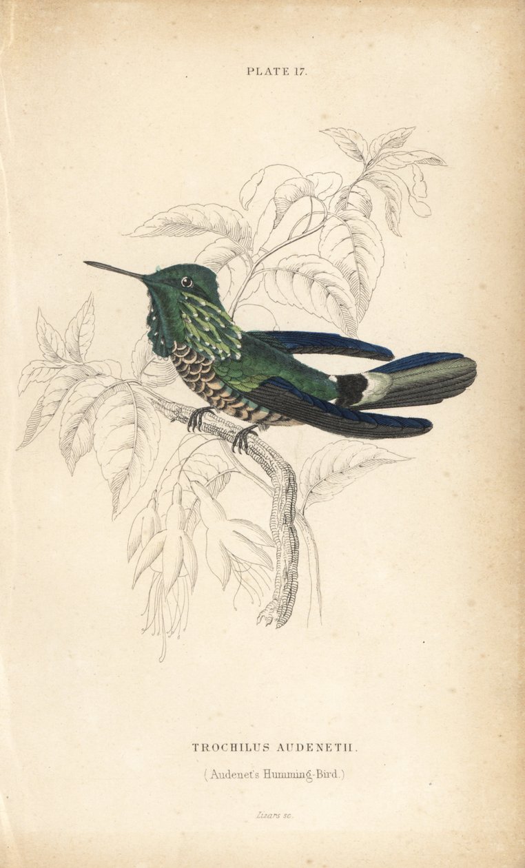 Festlig kokett, Lophornis chalybeus (Audenets kolibri, Trochilus audenetii). Handkolorerad stålgravyr av William Lizars från Sir William Jardine