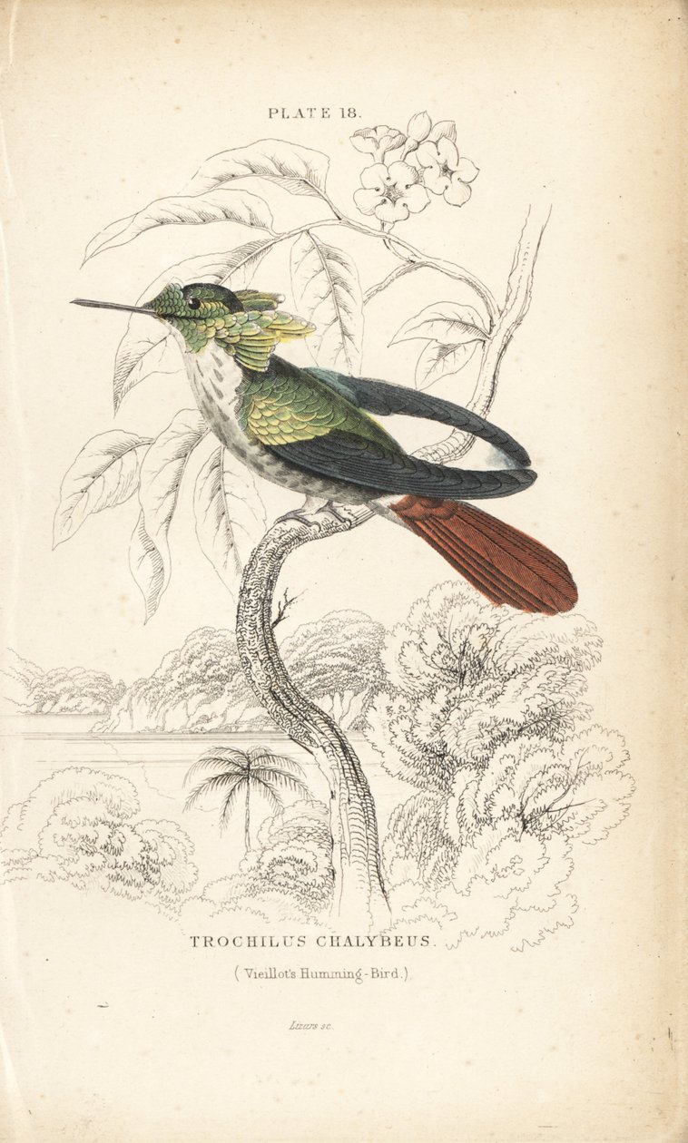 Festlig kokett, Lophornis chalybeus (Vieillots kolibri, Trochilus chalybeus). Handkolorerad stålgravyr av William Lizars från Sir William Jardines Naturalist