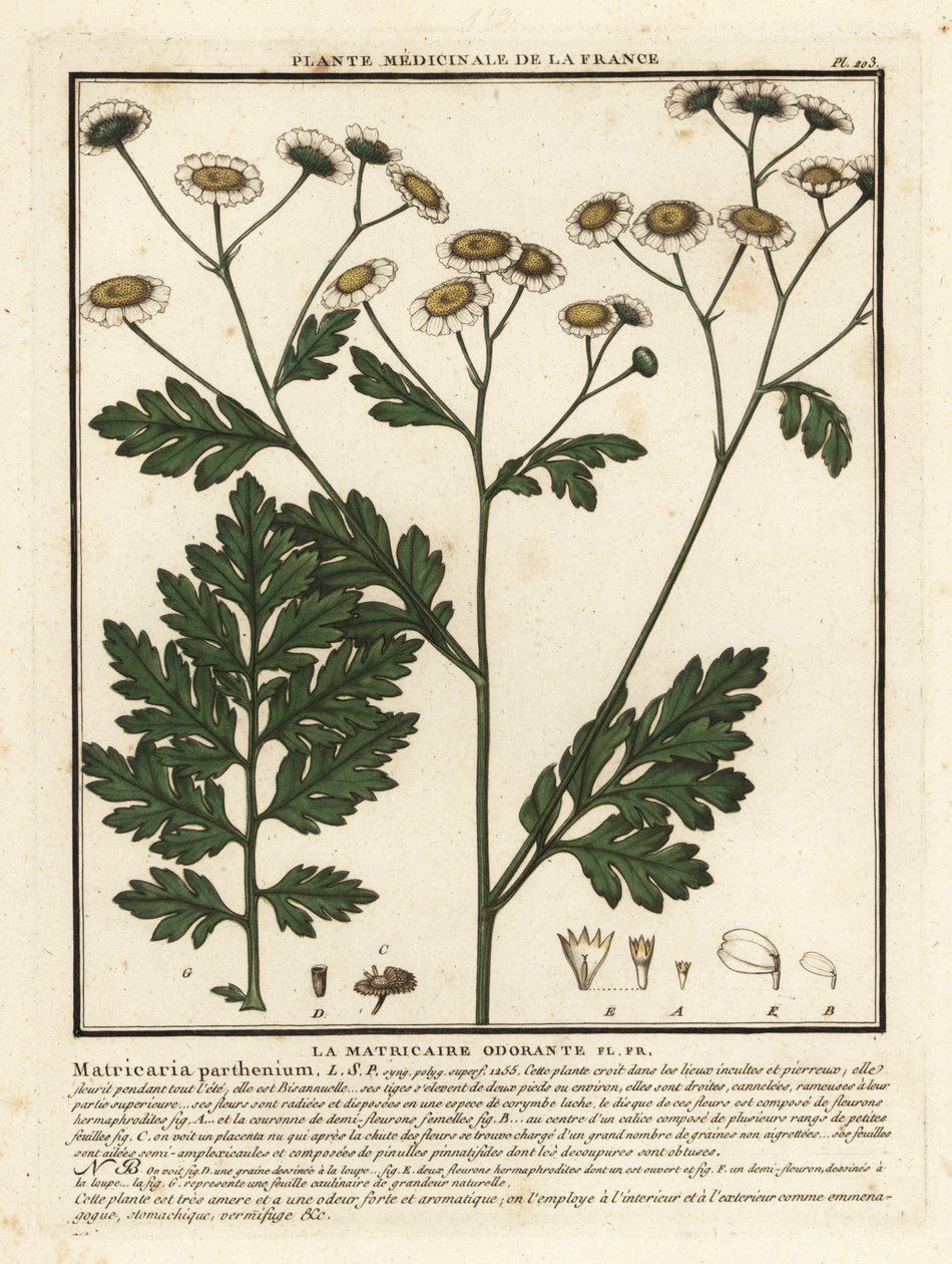 Feverfew, Tanacetum parthenium. av Unbekannter Künstler