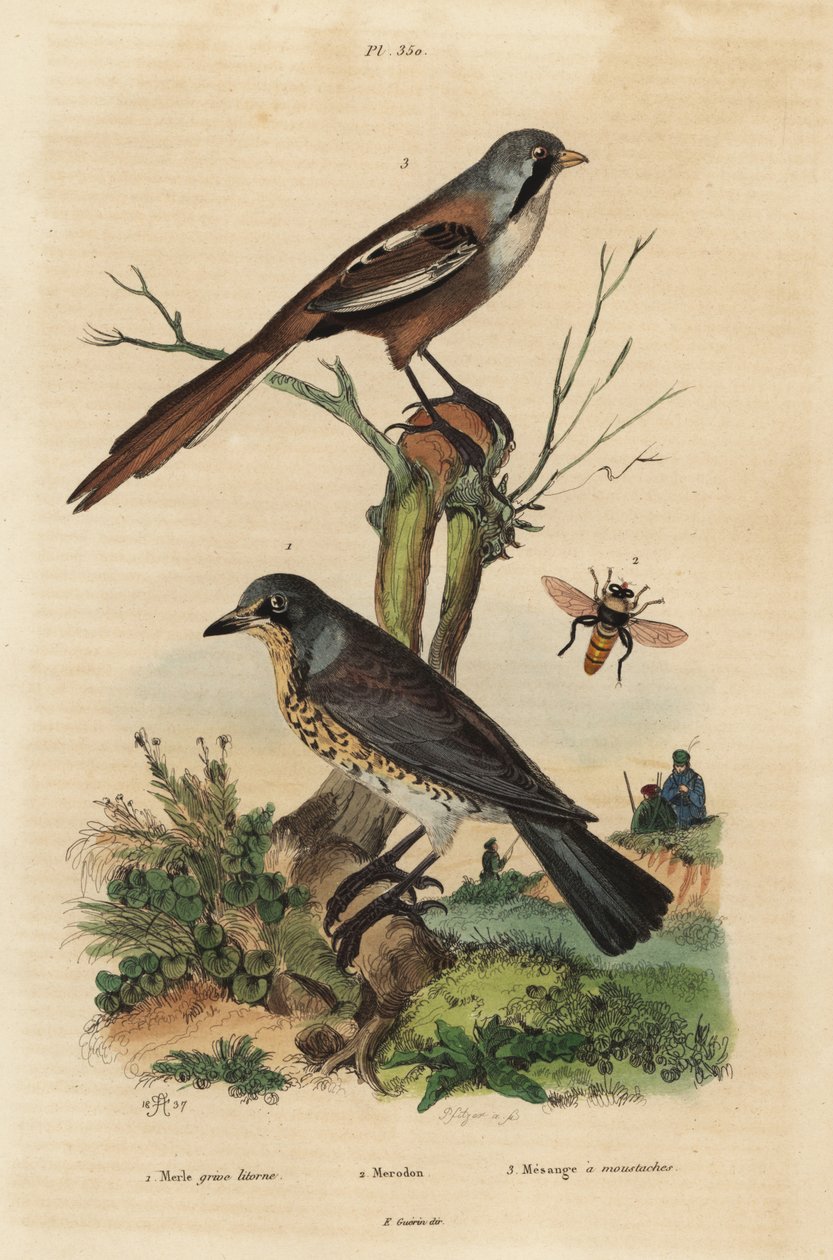 Åkerfar, Turdus pilaris, och skäggig haspel, Panurus biarmicus Le merle grive litorne, merodon et mesange a mustascher av Unbekannt
