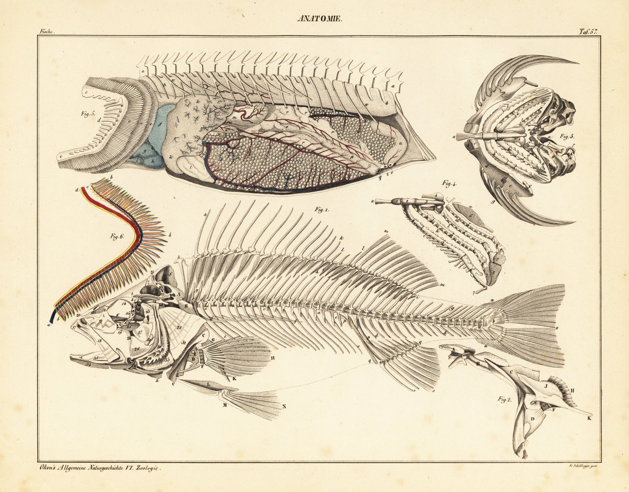 Fiskens anatomi som visar skelett, gälar, etc., 1841 (litografi) av Unbekannter Künstler