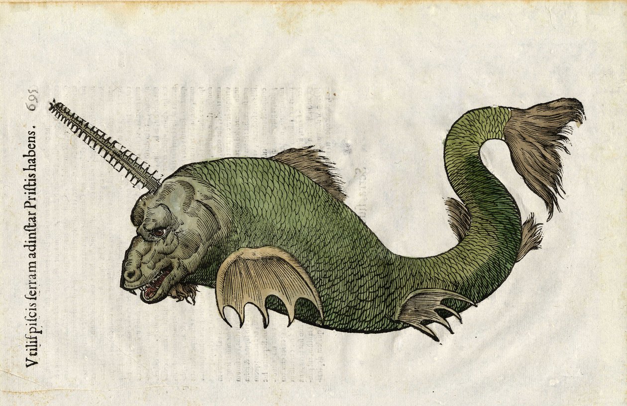 Fisk såg (Pristis) i "Ulyssis Aldrouandi... De piscibus libri V et de cetis lib. vnus/Ioannes Cornelius Vteruerius... collegit; Marc. Antonius Bernia in lucem restituit... ", handlar om Ulisse Aldrovandis (1522-1605) naturhistoria. Bologna av Unbekannter Künstler