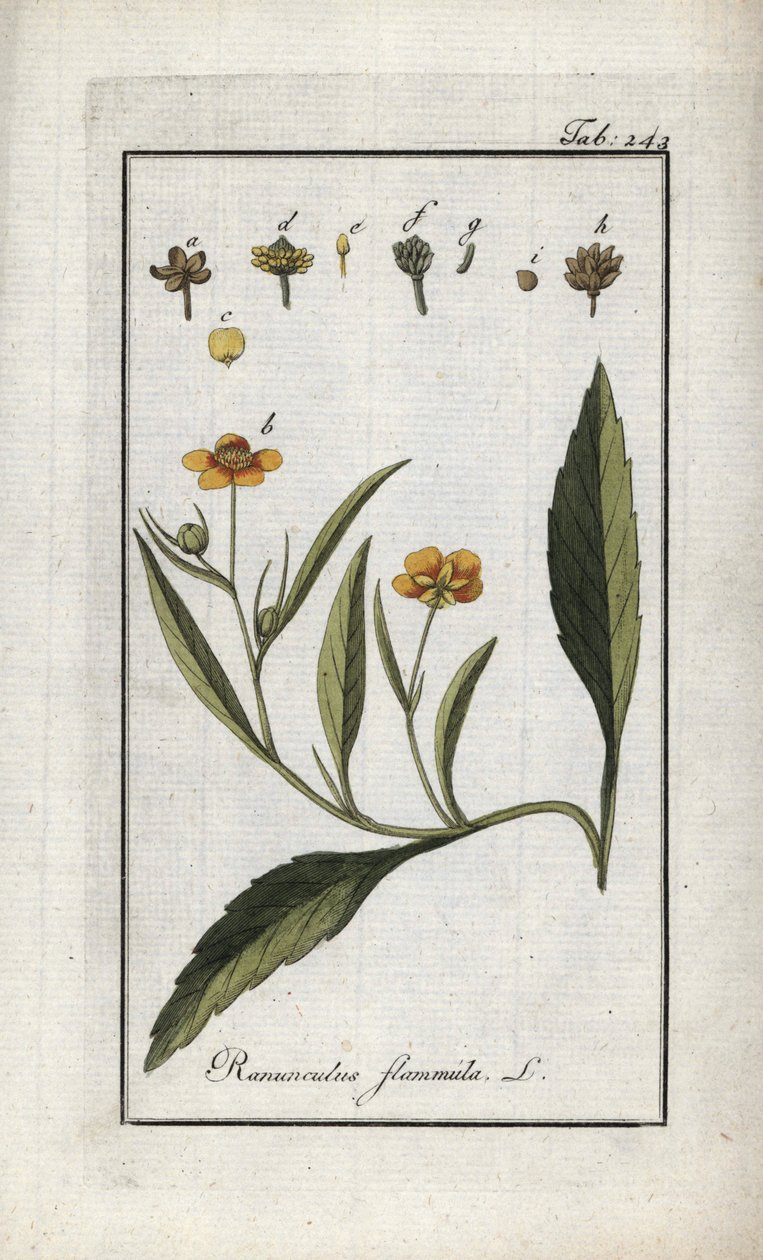 Flammig smörblomma eller liten vallgrav eller liten flamma (Ranunculus flammula). Litografi från "Afbeelding der Artseny-Gewassen" av Johannes Zorn (1739-1799), Nederländerna av Unbekannter Künstler