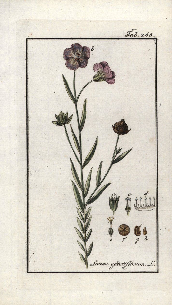 Linfrö (Linum usitatissimum). Litografi från "Afbeelding der Artseny-Gewassen" av Johannes Zorn (1739-1799), Nederländerna av Unbekannter Künstler