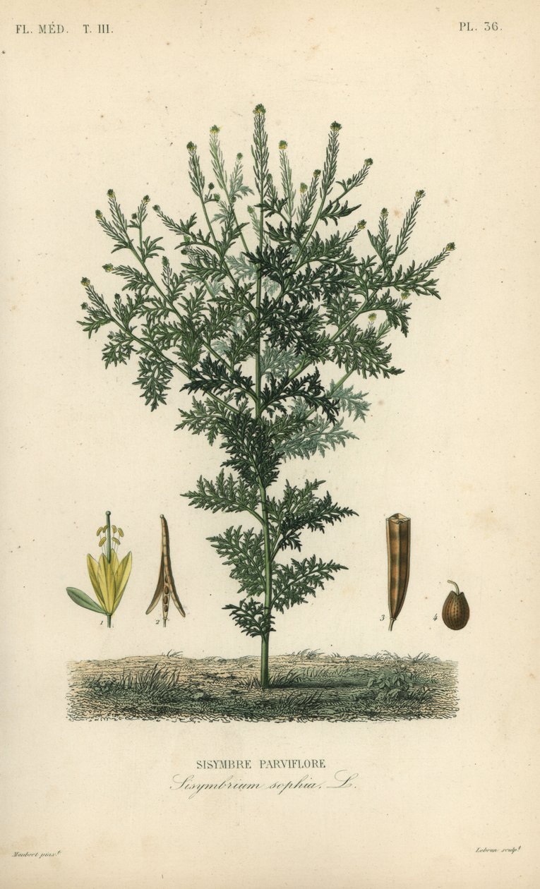 Flixweed, ört-Sophia eller refansenap, Descuraina sophia, Sisymbrium sophia, Sisybre parviflore av Unbekannt