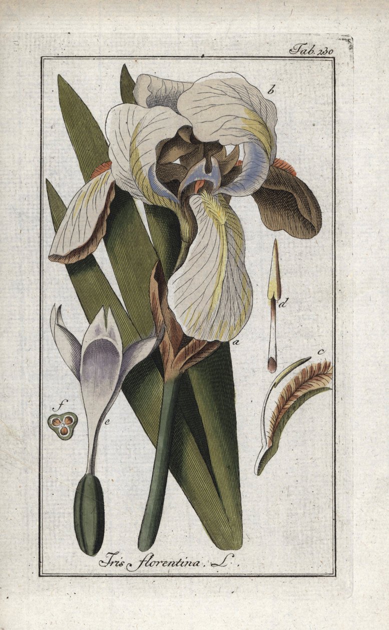 Florentinsk iris eller Florens iris (Iris florentina). Litografi från "Afbeelding der Artseny-Gewassen" av Johannes Zorn (1739-1799), Nederländerna av Unbekannter Künstler