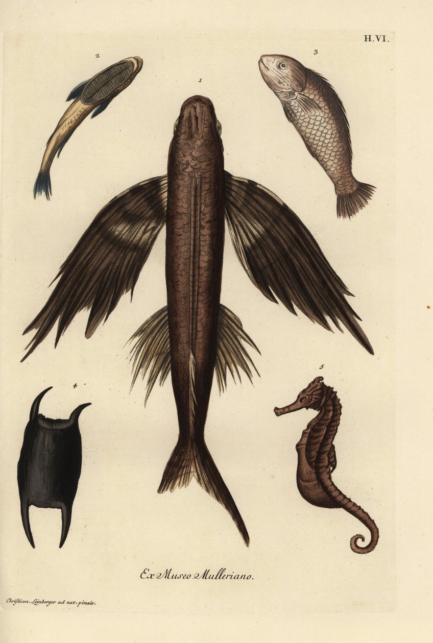 Flygfisk, Exocoetus volitans 1, sugfisk, Remora remora 2, barramundi, Lates calcarifer 3, fjäll 4, sjöhäst, Hippocampus species 5. Handkolorerat kopparstick efter en illustration av Christian Leinberger från Georg Wolfgang Knorrs Deliciae av Unbekannter Künstler